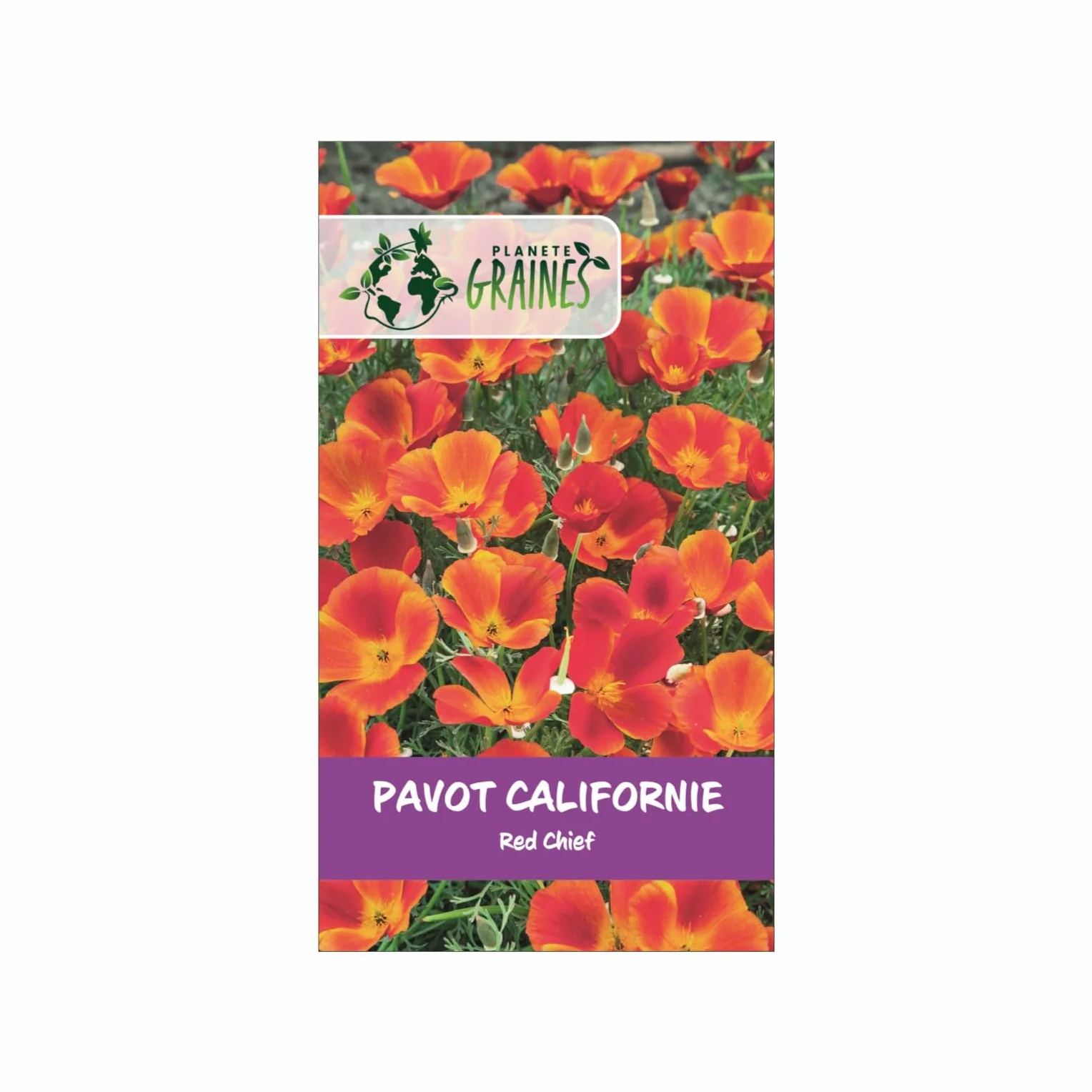 ESCHSCHOLZIA papaver california red chief - 100 graines pavot de Californie rouge