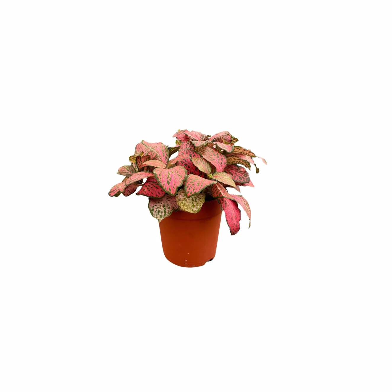 Kit 4 Plantes Vertes Terrarium Ficus Ginseng Mini Fittonia Fougère Hedera Plantes Vivantes Intérieur