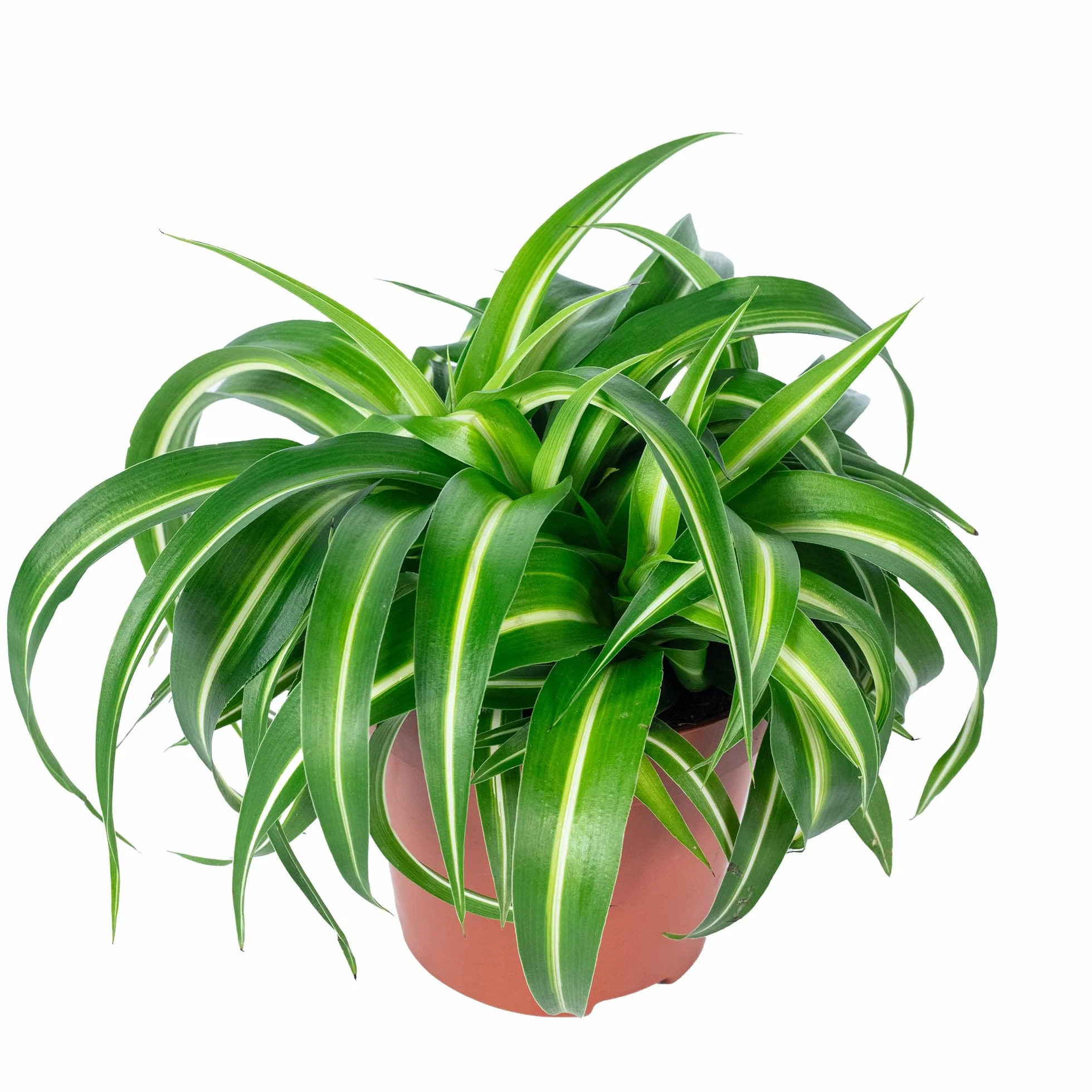 Plante-araignée 'Bonnie' Chlorophytum Comosum Hauteur 25 cm Pot Ø 12 cm