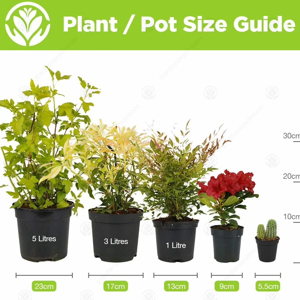 Asparagus Plumosus Plante d’Intérieur – Fougère Vivante en pot de 12 cm