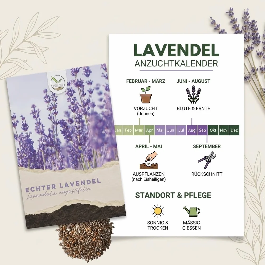 Graines de lavande 900x haut taux de germination Plante médicinale