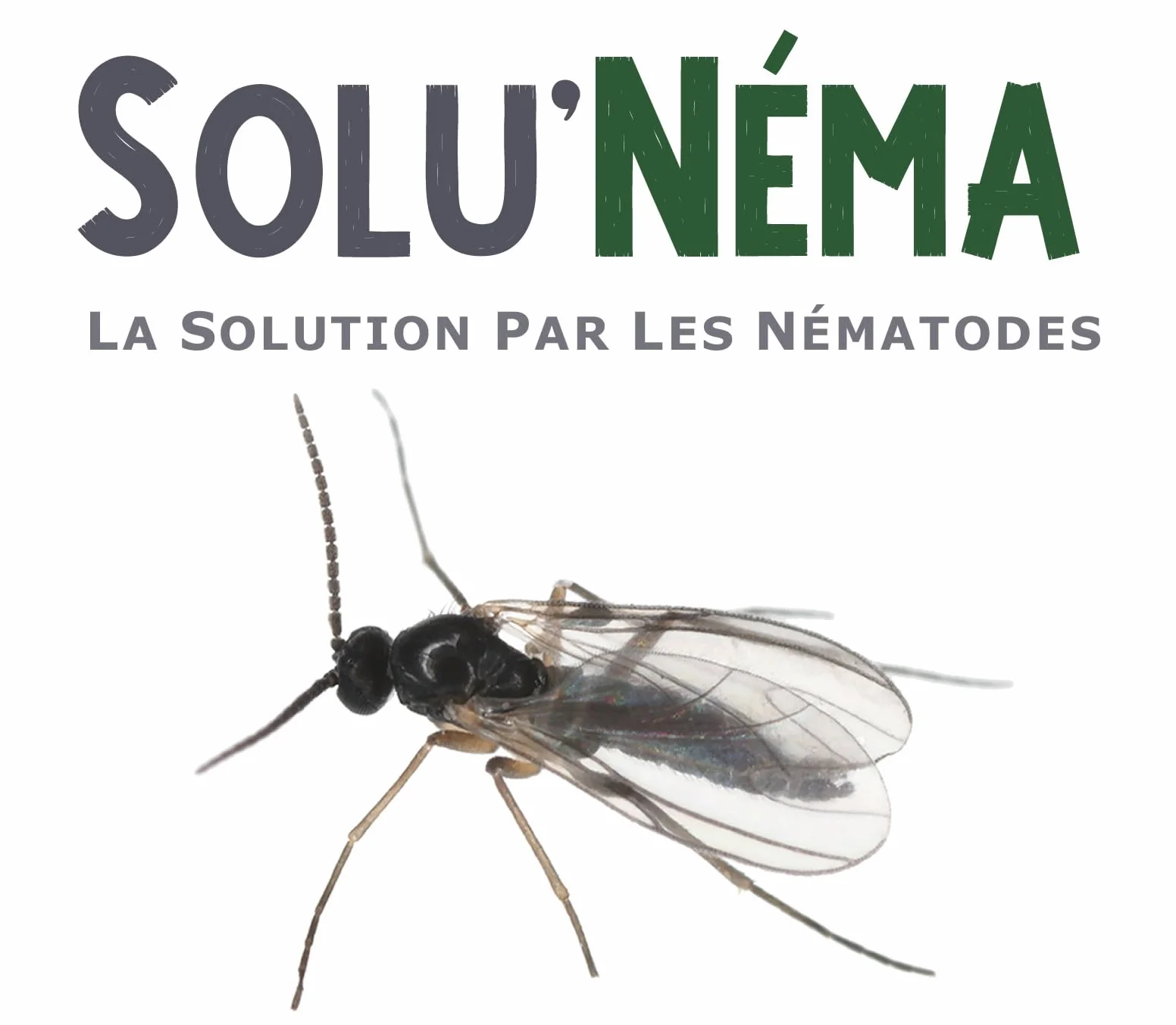 SOLUNEMA Nématodes SF contre mouches du terreau 5 millions - Traitement biologique plantes d’intérieur jusqu’à 25 pots
