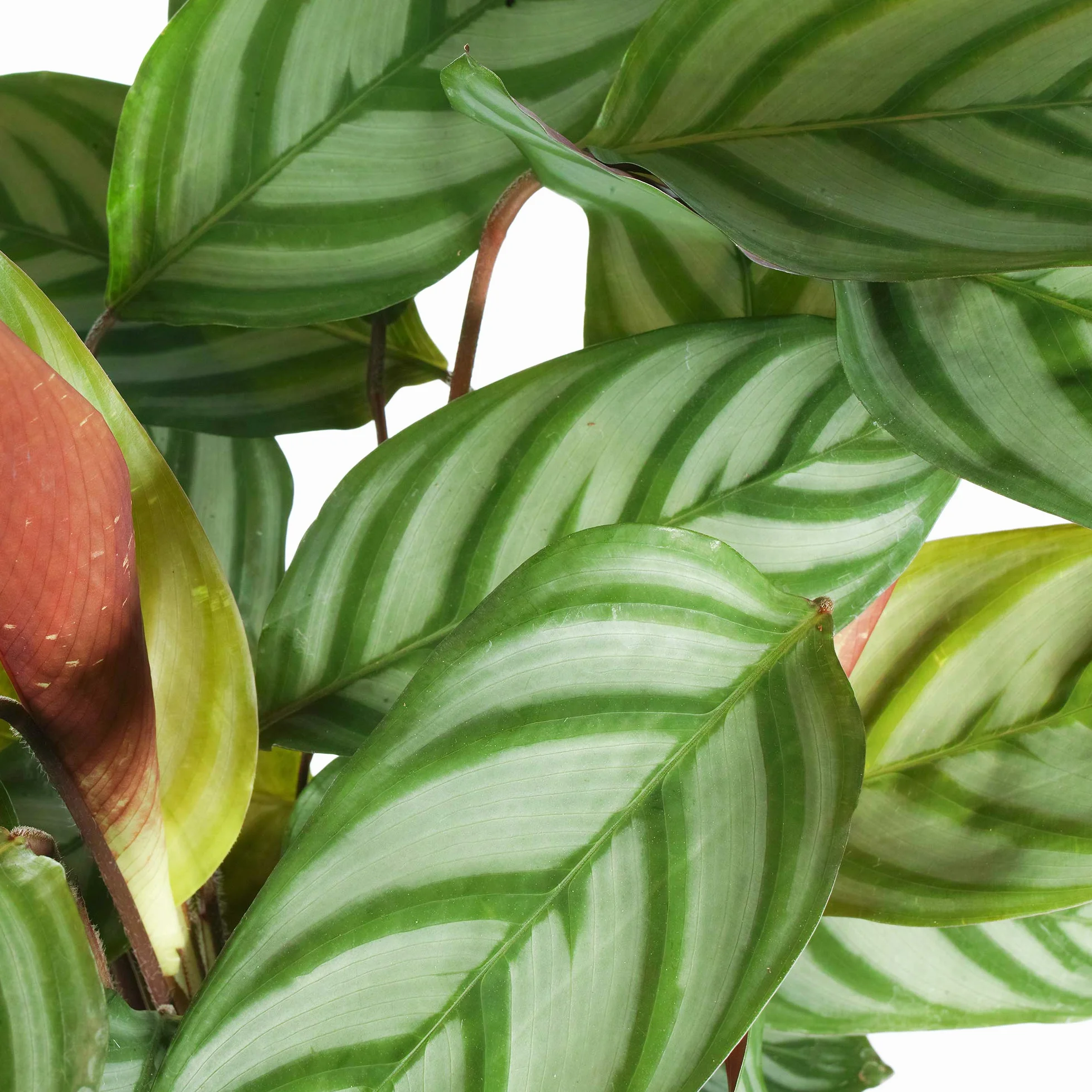 Calathea Compact Star Plante d'Intérieur en Pot