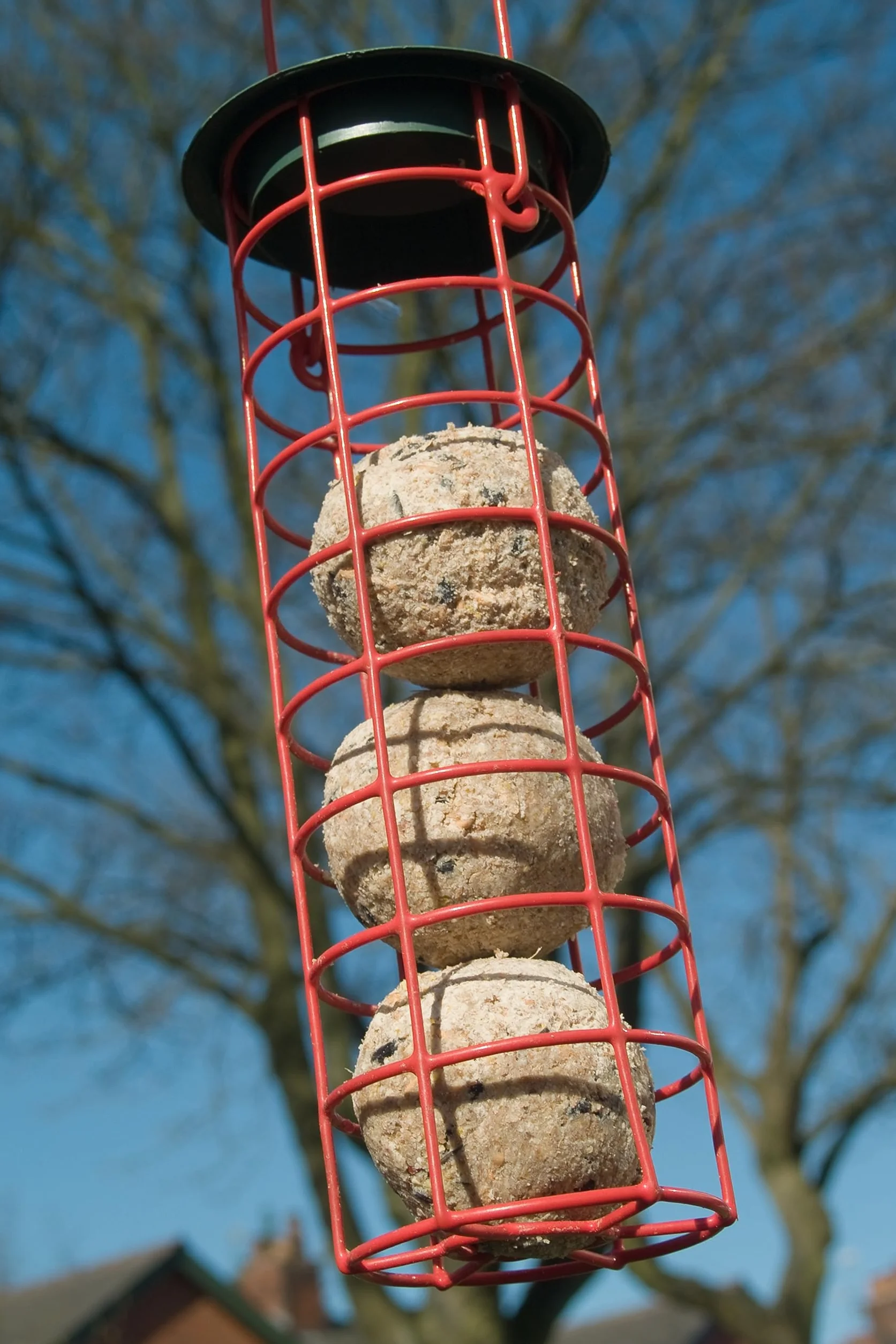 Boulettes d'oiseaux sans filet 90 boules de graisse avec vers de farine 8,1 kg seau réutilisable nourriture haute énergie oiseaux sauvages
