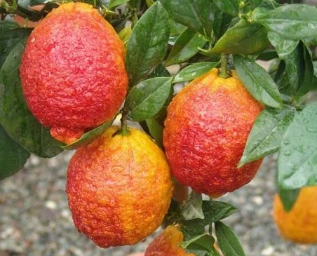 Citron rouge agrumes de Sicile 110 cm 2 ans pépinière Annese