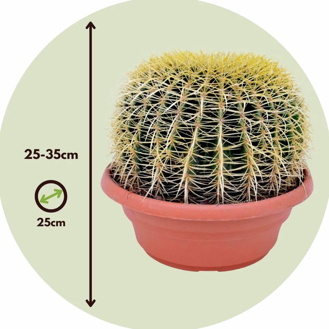 Echinocactus grusonii Cactus à tonne dorée Cactus boule Pot 25cm Hauteur 25–35cm