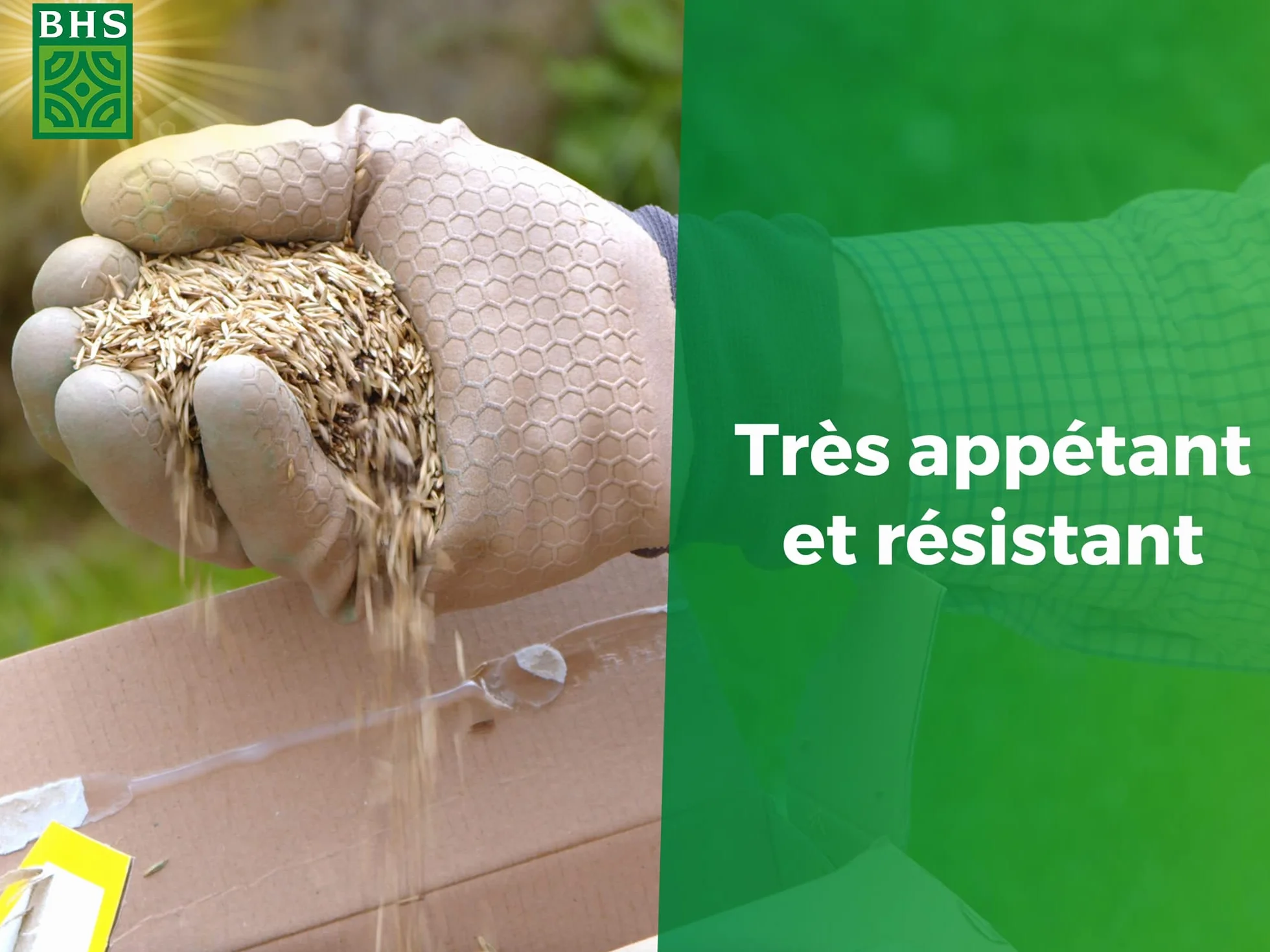 BHS Gazon Espace Nature Basse Cour 1kg 40 m² Riche en Protéine Implantation Rapide Et Homogène ENBC1
