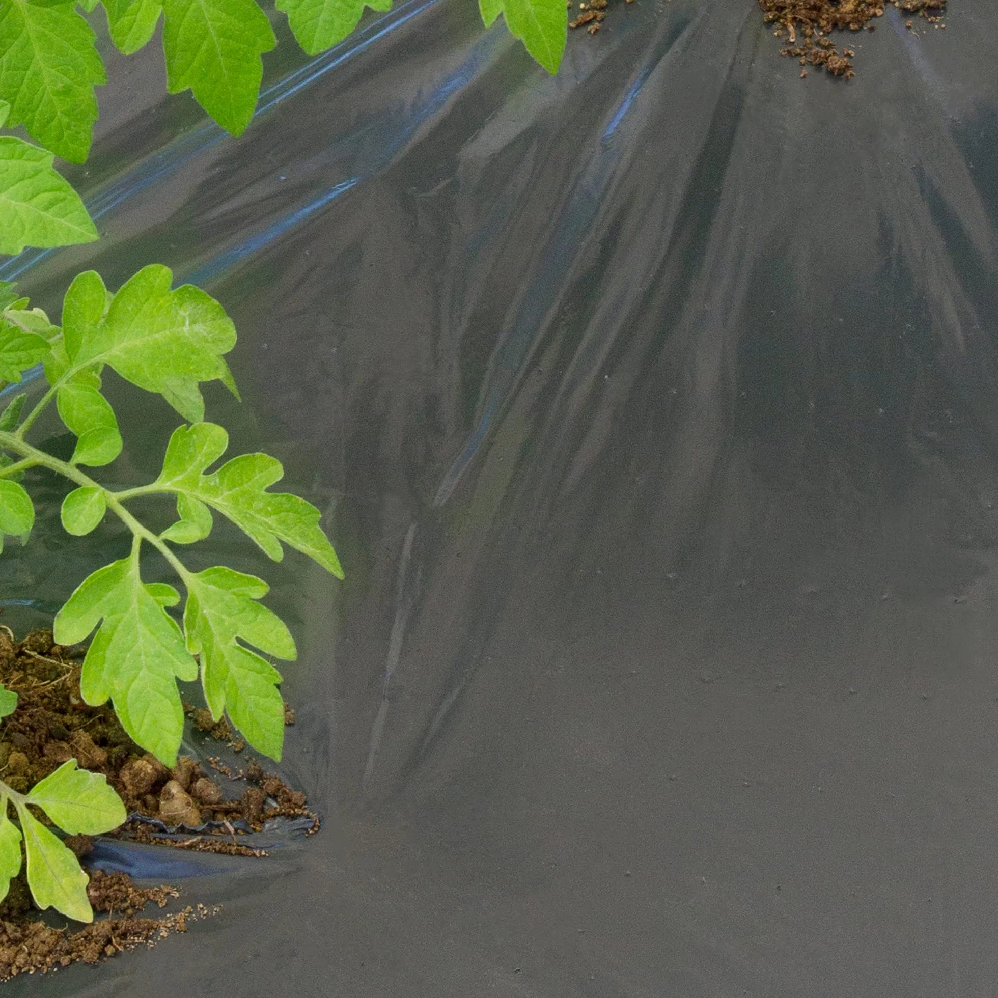 TENAX Film de Paillage Micro Perforé 1,50x10 m Noir Anti-Mauvaises Herbes pour Potager
