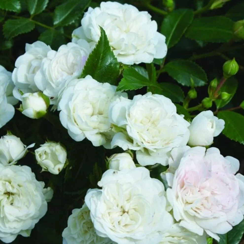 Rosa 'White Fairy' Rosier Miniature pot 25-30 cm