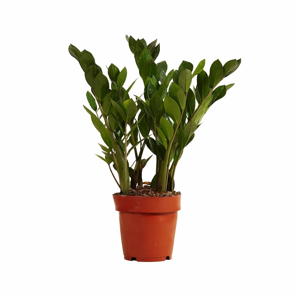 Bloomique Zamioculcas Zamiifolia Palmier d'intérieur 30-40 cm Pot 12 cm