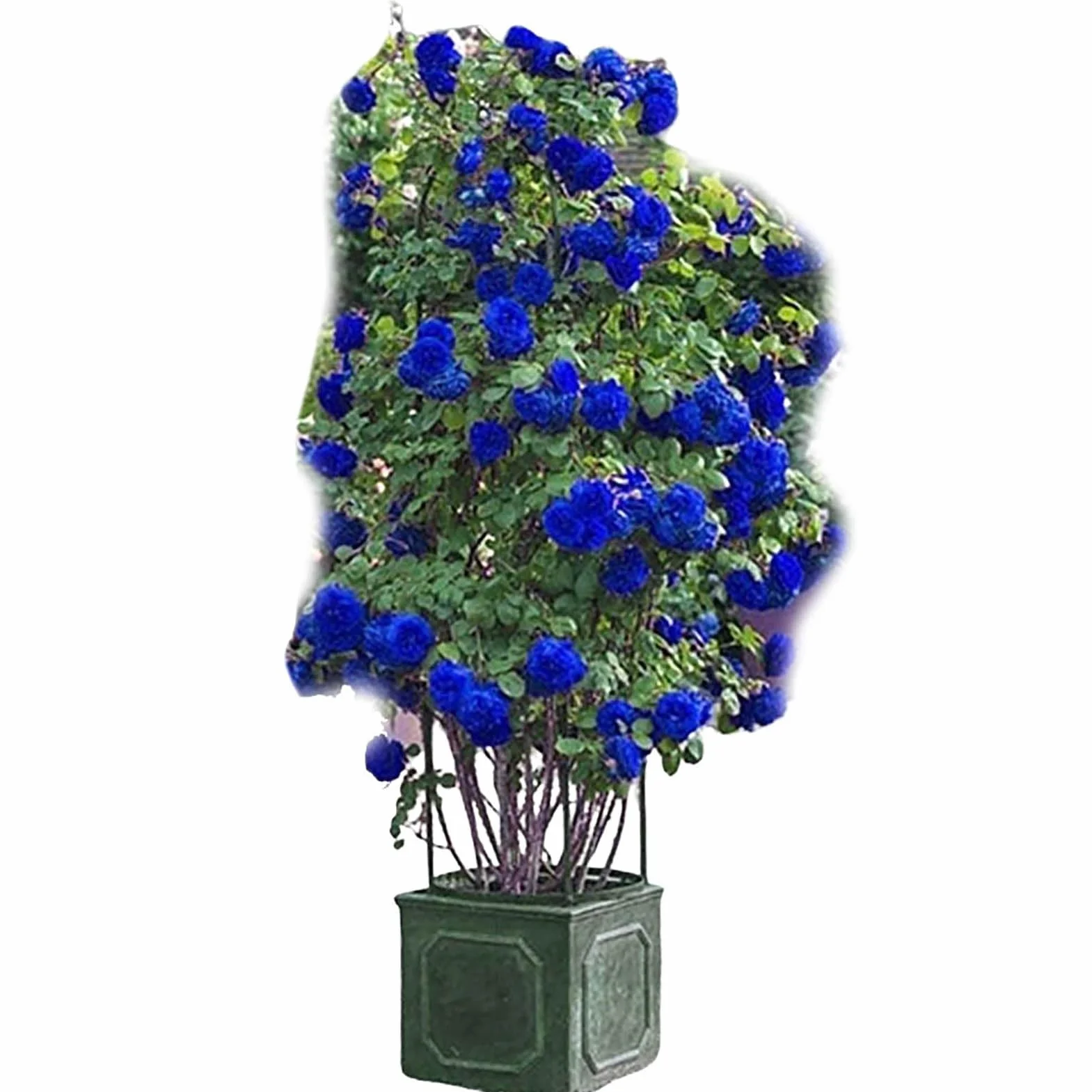 Graines de rose sauvage 300pcs Bonsaï Jardin Multiflora rosiers grimpants