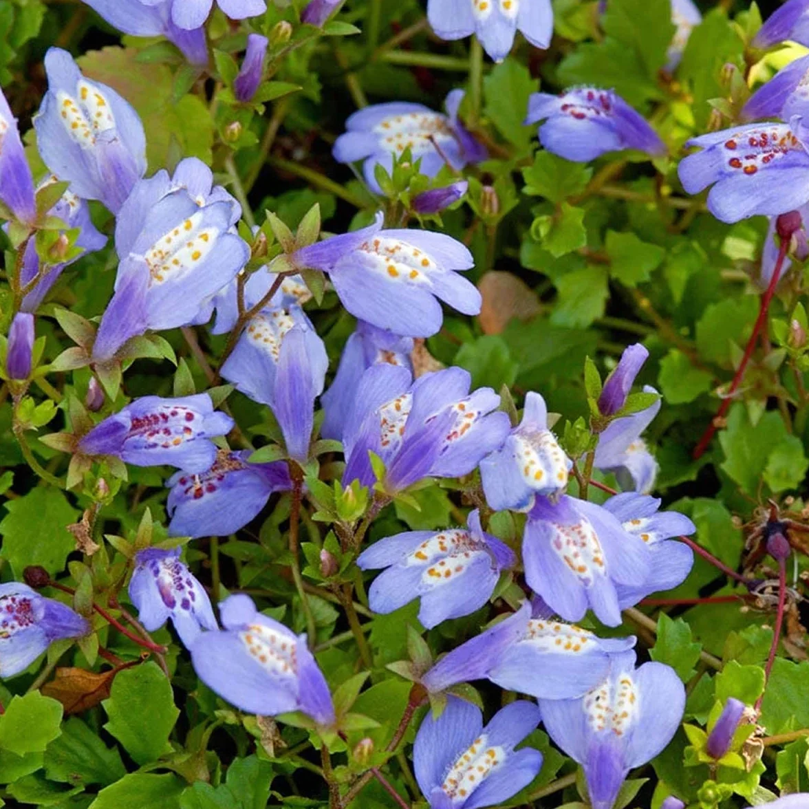 Bloomique Mazus Reptans rampant Plantes de bassin aquatiques Rustique Hauteur 10-20 cm Pot 9 cm