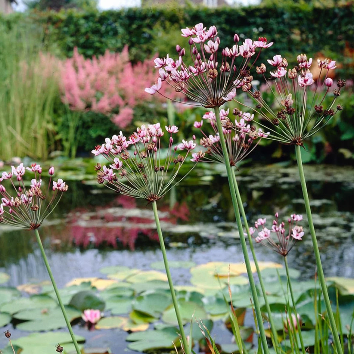 Bloomique Butomus Umbellatus Butome en ombelle Plantes de bassin Résistante au gel Hauteur 15-25 cm Pot 9 cm
