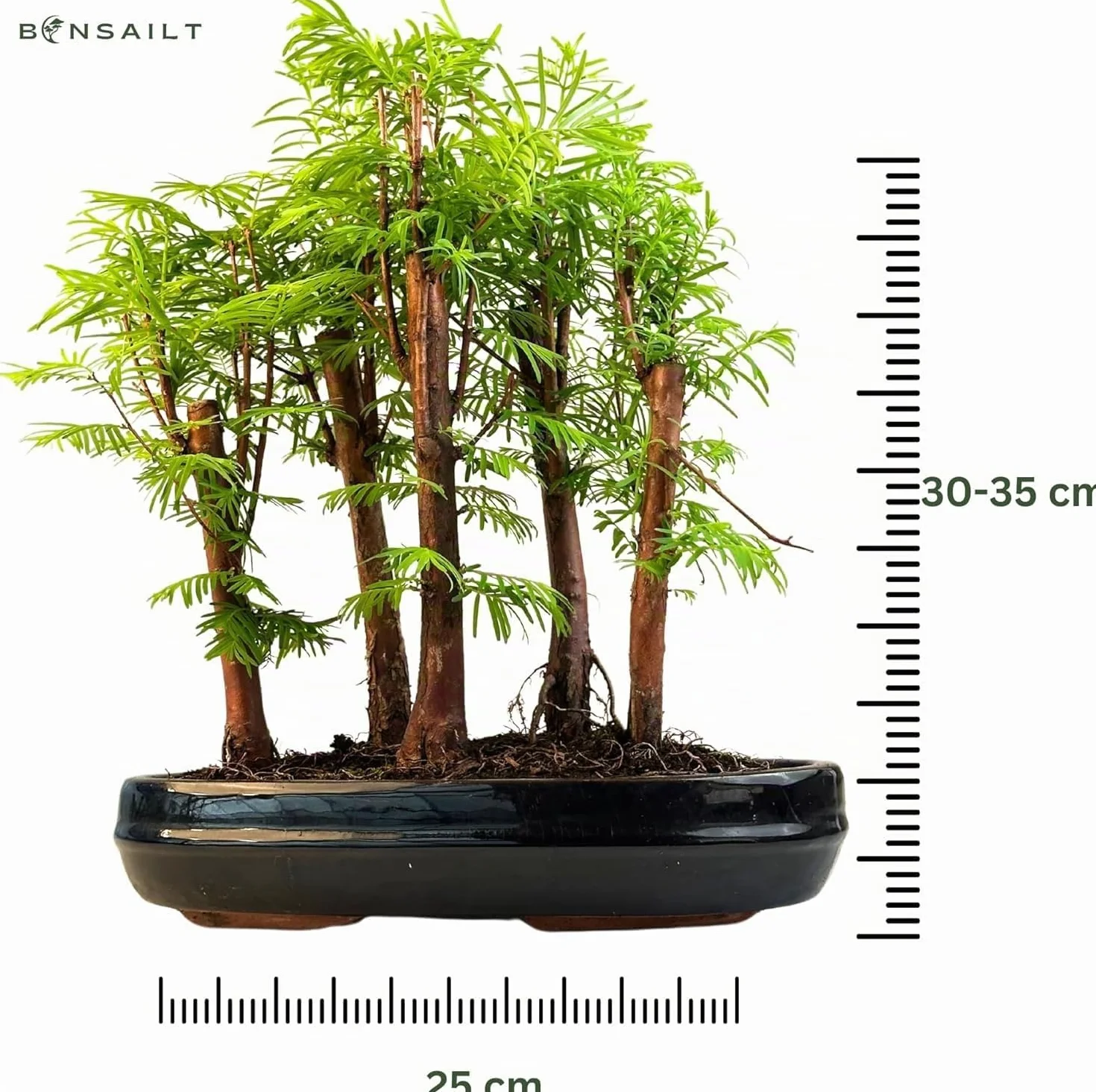 Forêt Métaséquoia Bonsaï 25 cm Arbre fossile vivant d'intérieur/extérieur Plante décorative
