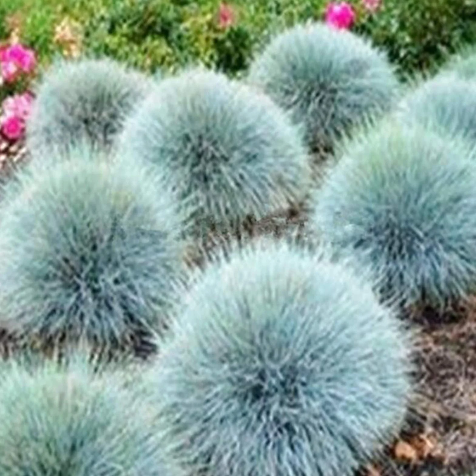 Graines de fétuque bleue Festuca Glauca 200 pièces, Aménagement paysager