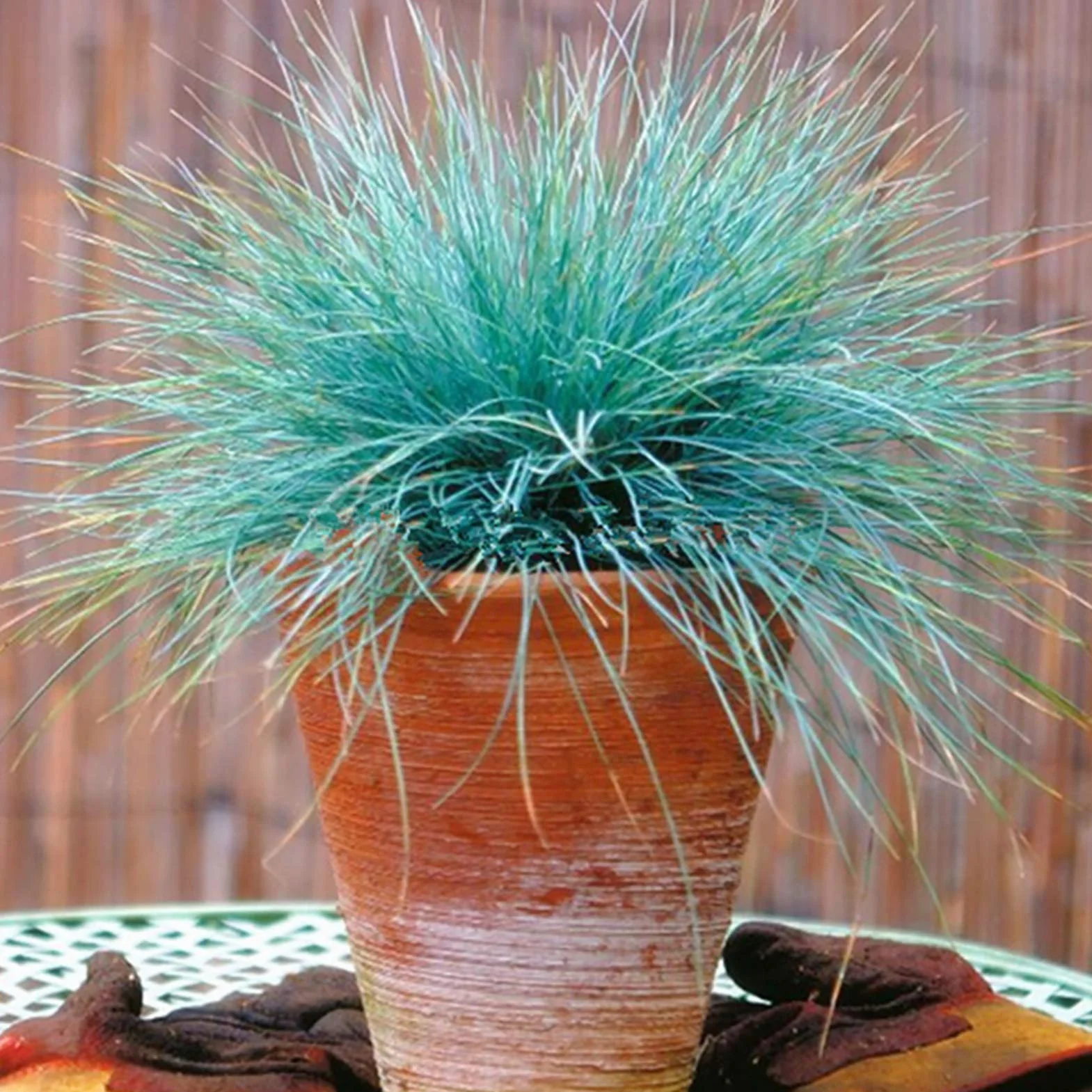 Graines de fétuque bleue Festuca Glauca 200 pièces, Aménagement paysager