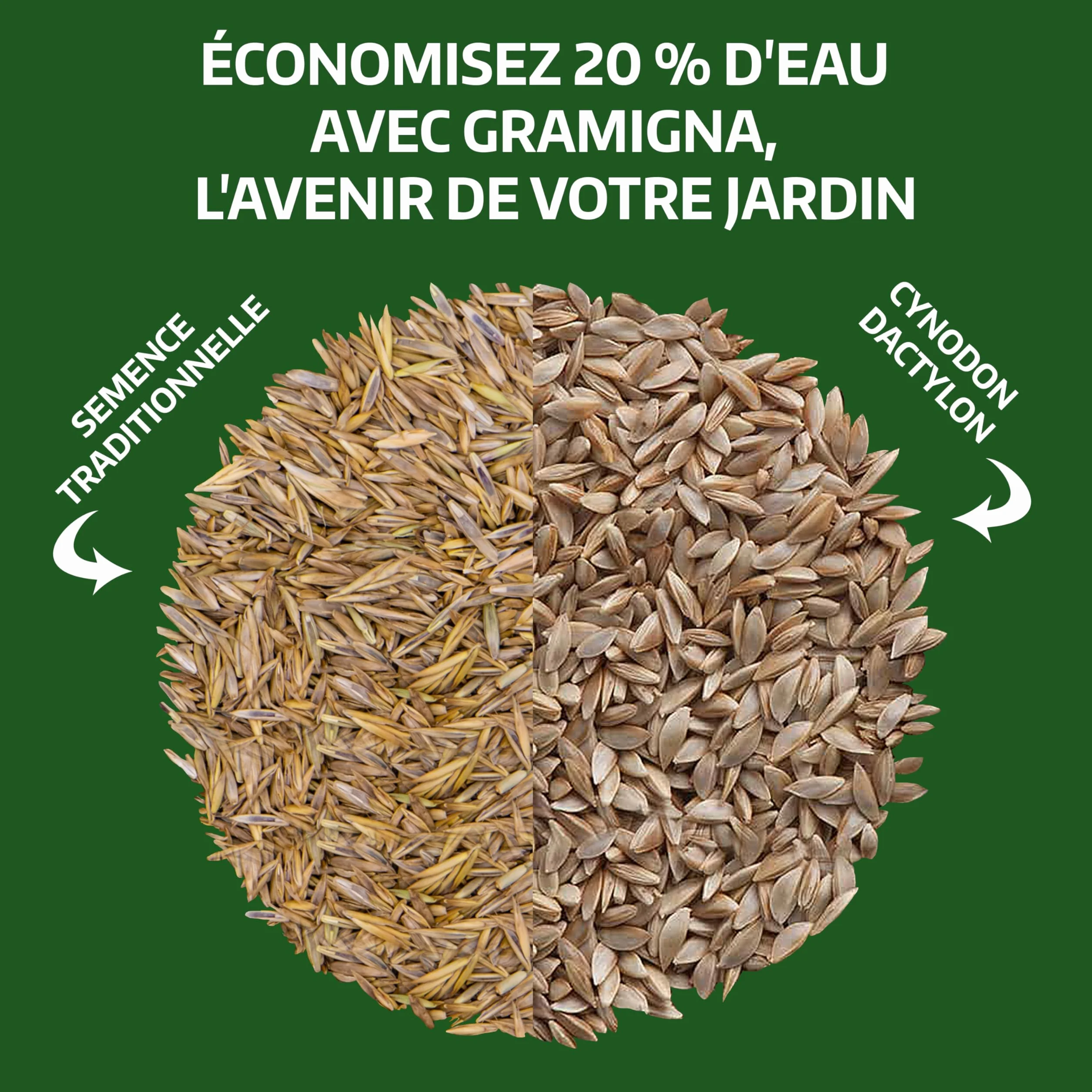 LERAVA Gazon Cynodon dactylon 200 g pour 20 m² Résistant piétinement sécheresse