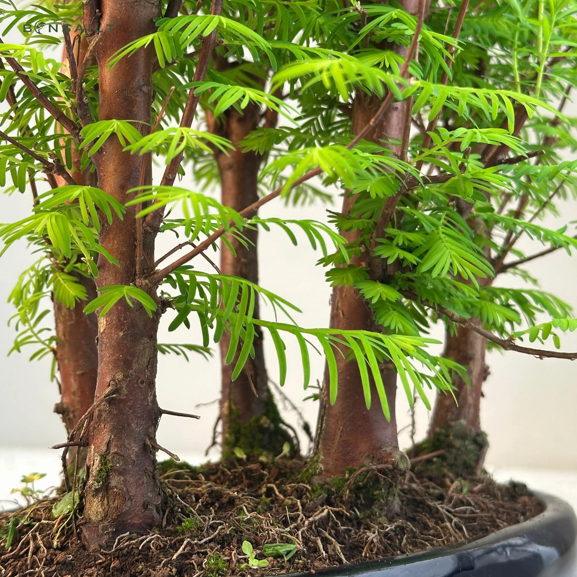 Bonsaï Métaséquoia Arbre préhistorique 26 cm Pot Plante d'intérieur/extérieur Cadeau rare