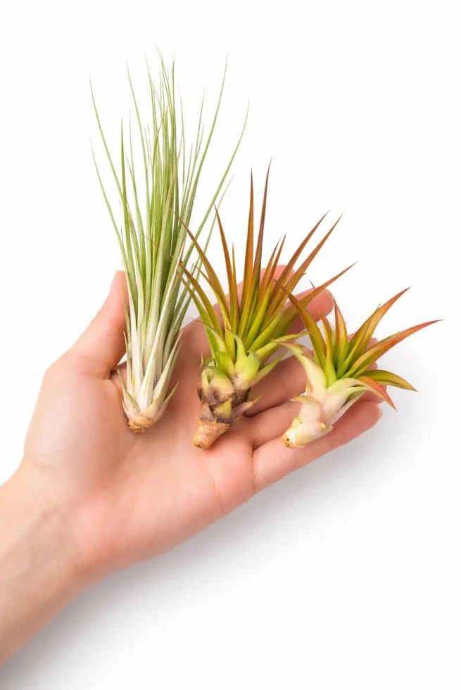 Tillandsias Lot de 5+1 Plantes Purificatrices d'Air Faciles d'Entretien