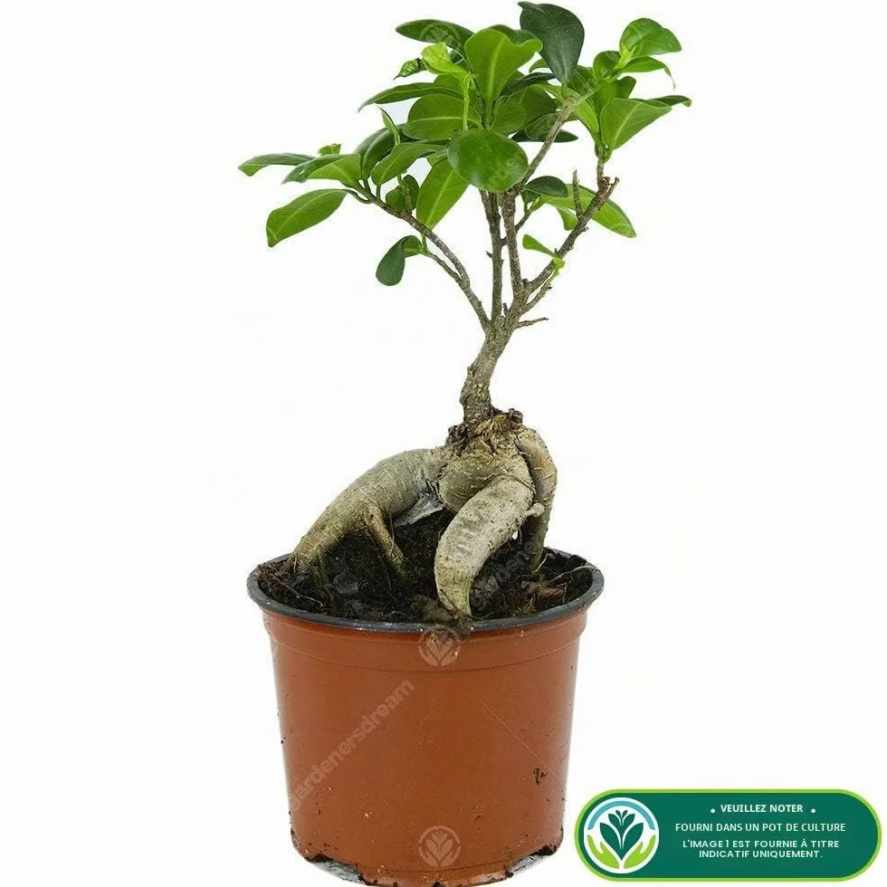Ficus Ginseng Bonsaï d'intérieur Plante pour Maison Bureau