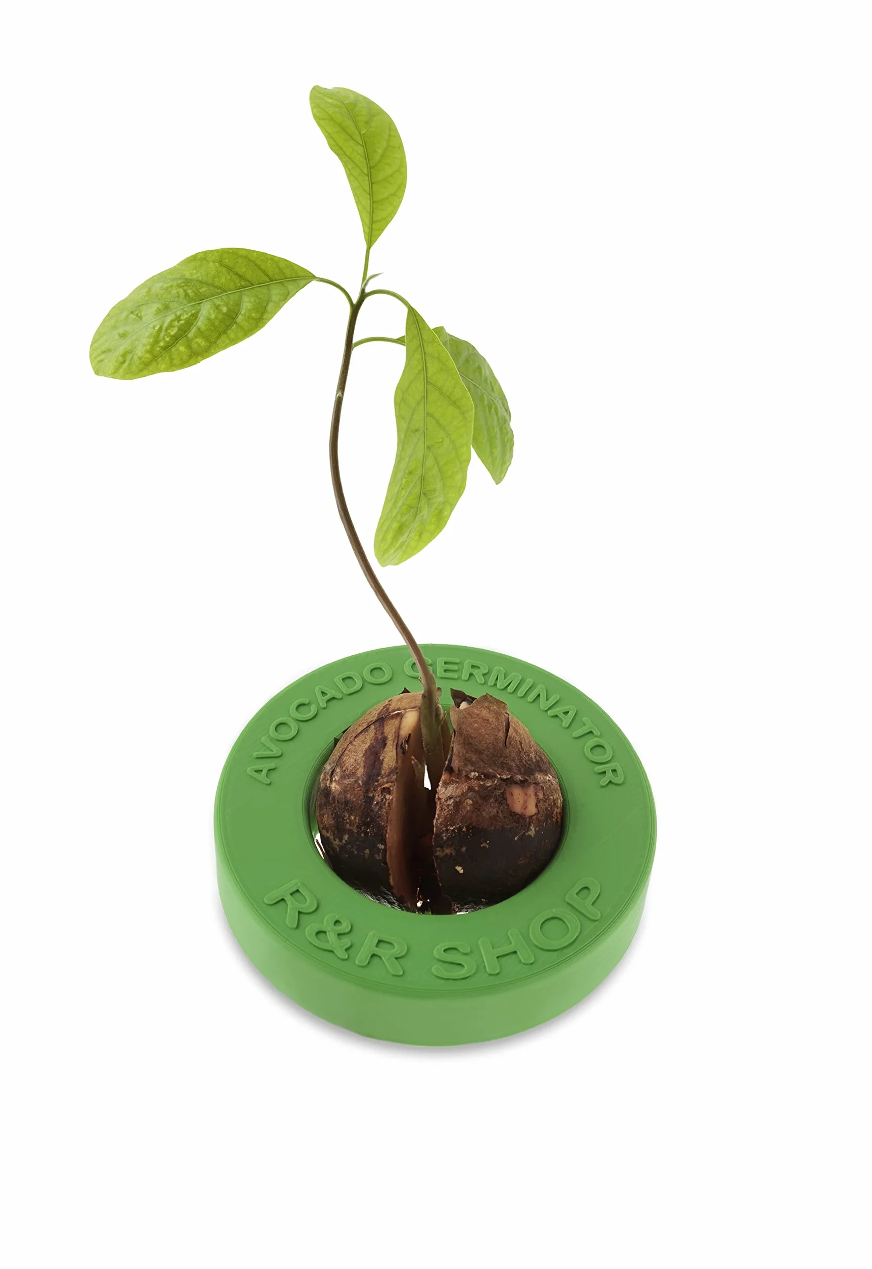 Kit de Germination d'Avocat Pot Flottant R&R SHOP 100% Plastique de maïs Vert