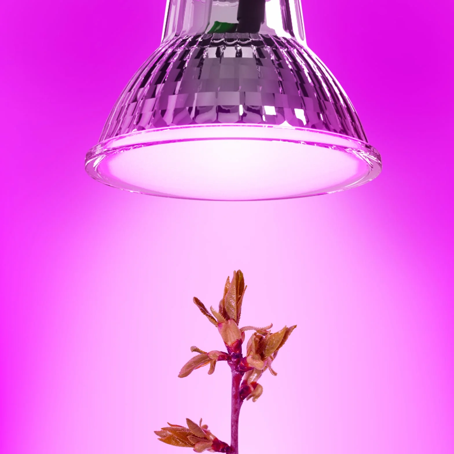 ANTELA Ampoules LED Horticoles Gu10 4W 200lm PPFD pour Plantes d'Intérieur 5PCs