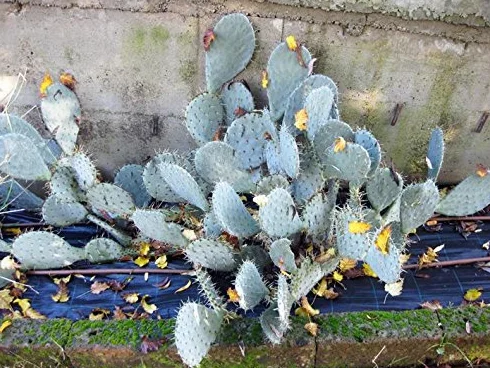 Geosism & Nature Opuntia engelmanni Cactus 15-25 cm résistant à l'hiver -20°C