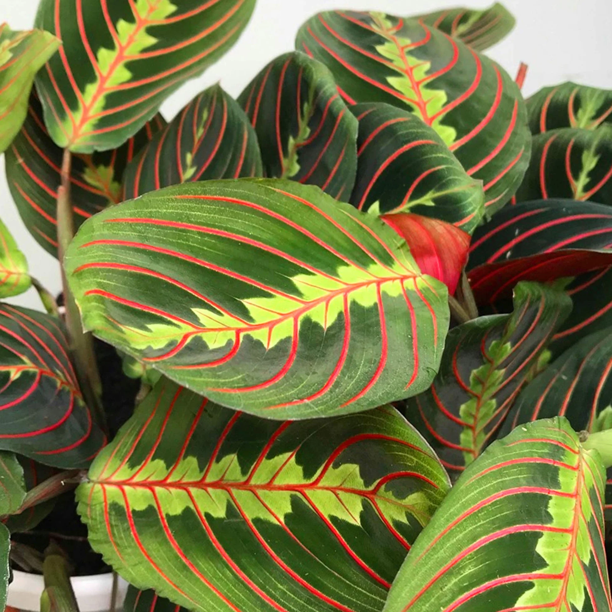 Fascinator Maranta Tricolore Pot 20-30cm pour Maison Bureau
