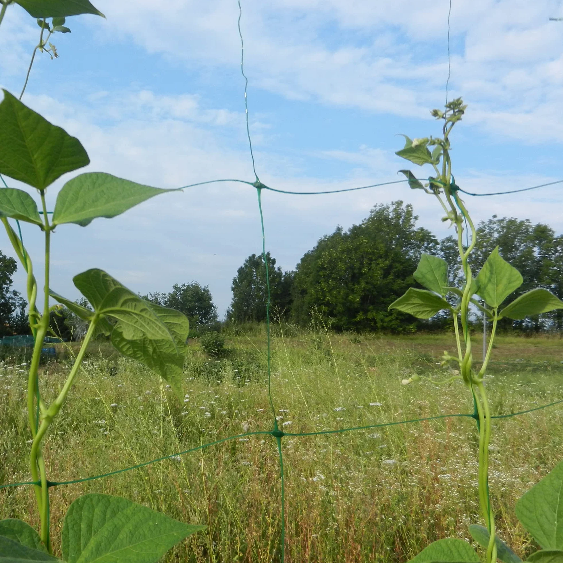 TENAX Flora 2,00 x 20 m vert filet pour grimpants et support de légumes