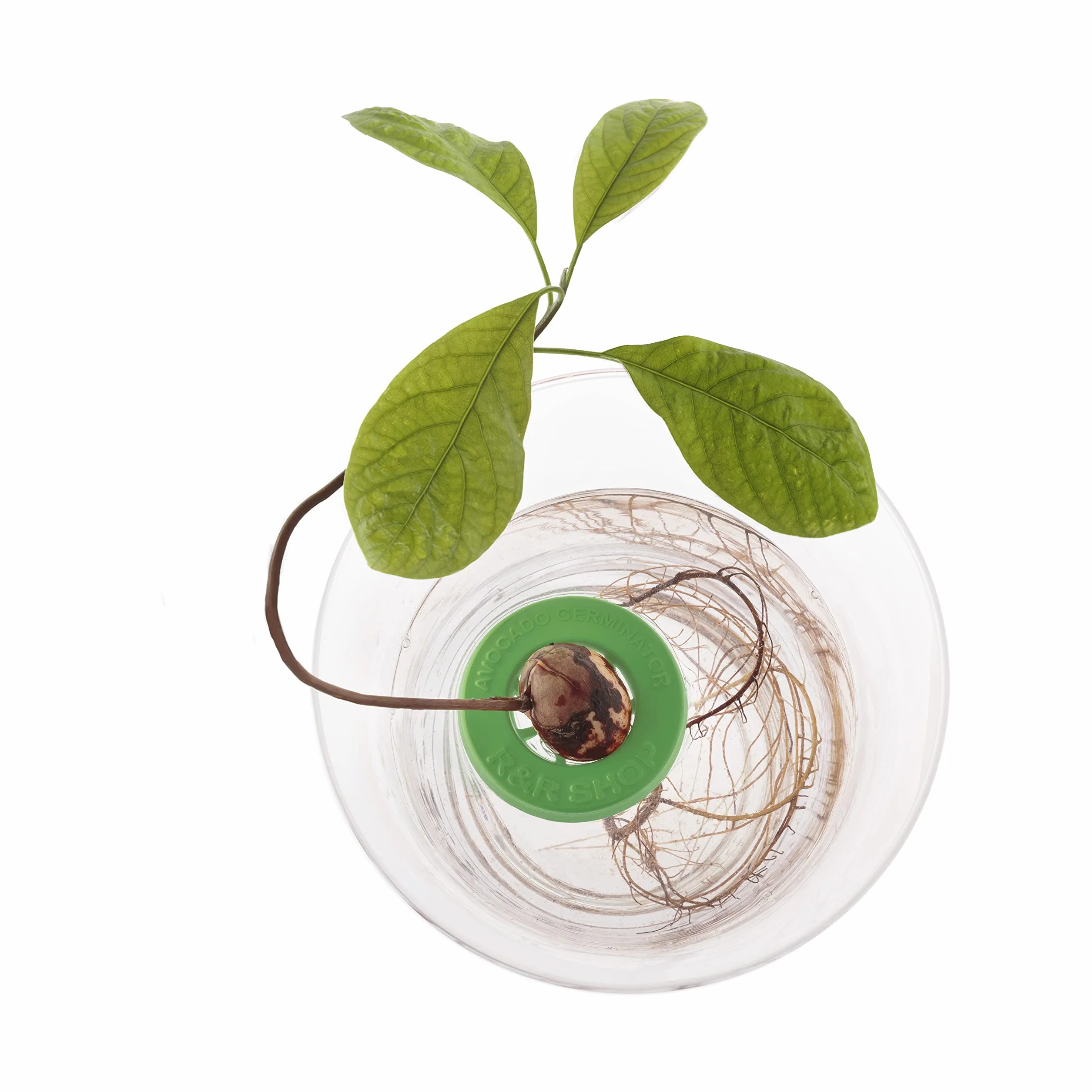 Kit de Germination d'Avocat Pot Flottant R&R SHOP 100% Plastique de maïs Vert