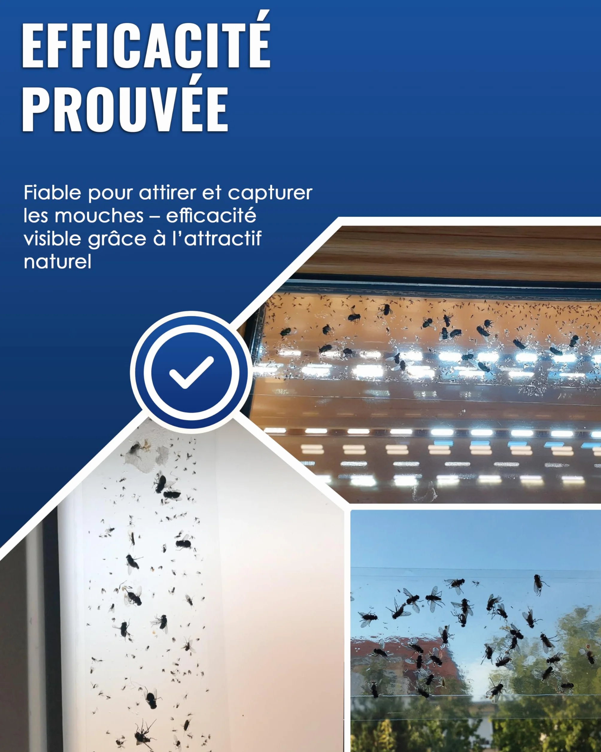 Piège à Mouche pour fenêtre 16 pièces Anti Mouche, Attrape Mouche Non Toxique inodore