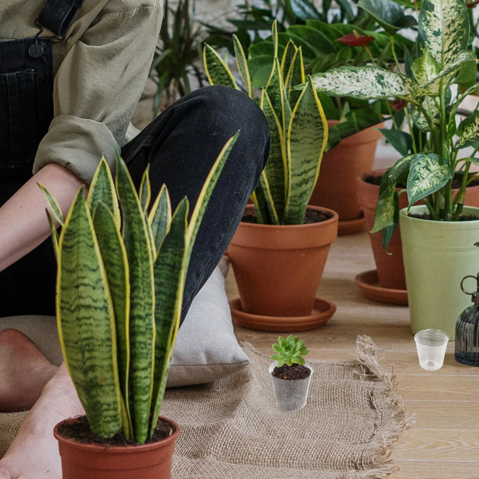 Pots de Pépinière Transparents Lot de 50 Plastique PP pour Orchidées et Plantes Succulentes