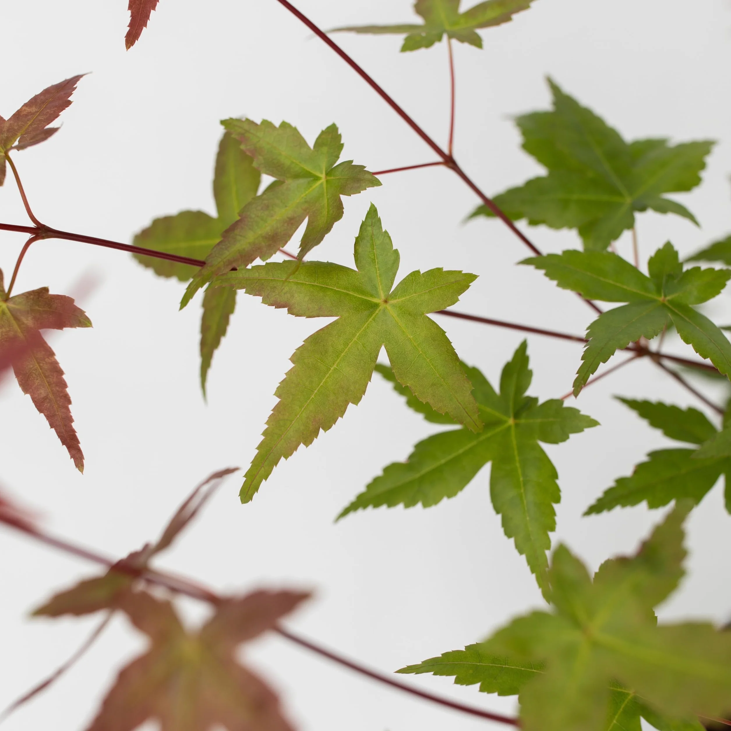 Acer palmatum 'Beni Maiko' Érable du Japon Pot 19cm Hauteur 60-70cm