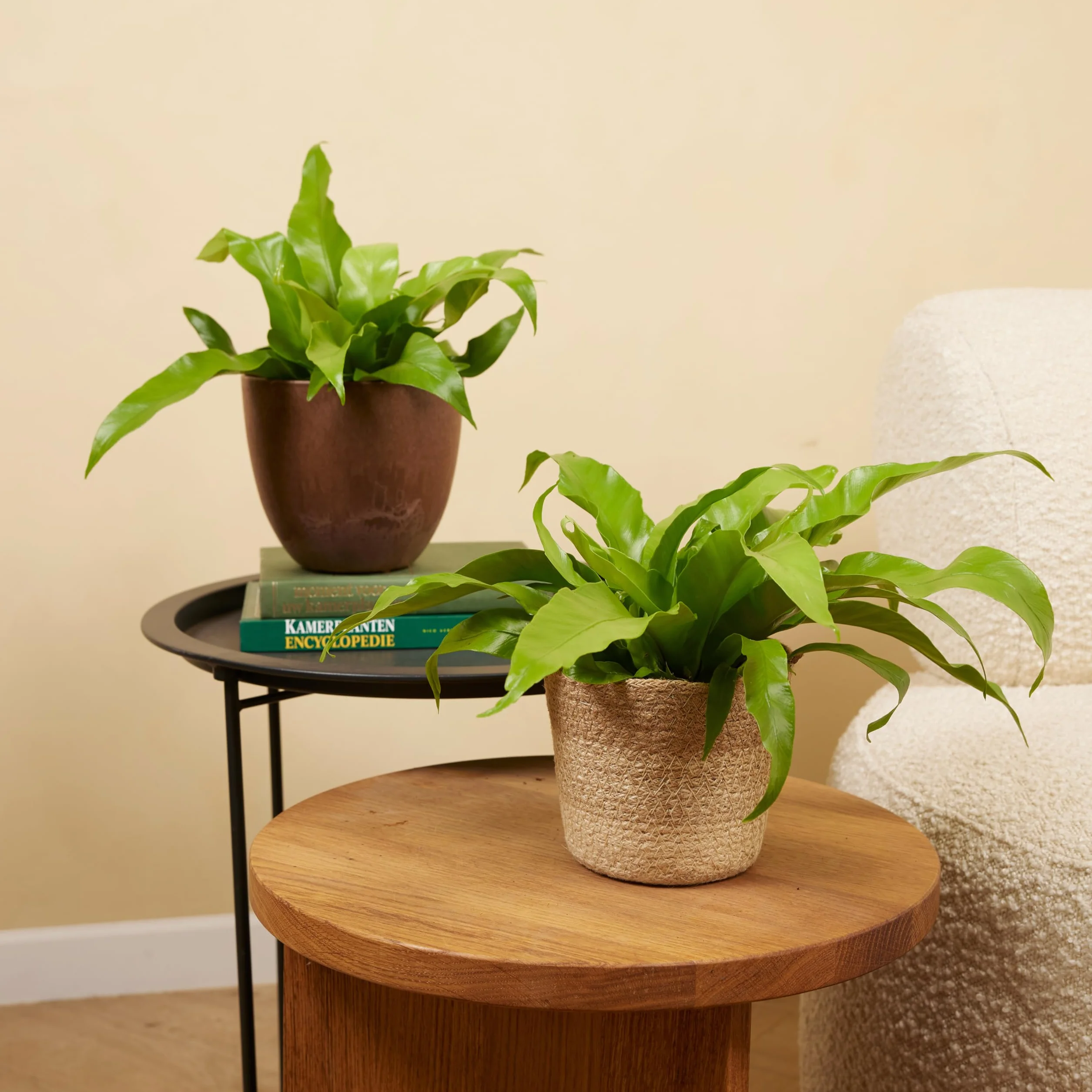 Bloomique Asplenium Antiquum Fougère nid d'oiseau Plante d'intérieur Purificateur d'air 20-30 cm Pot 12 cm