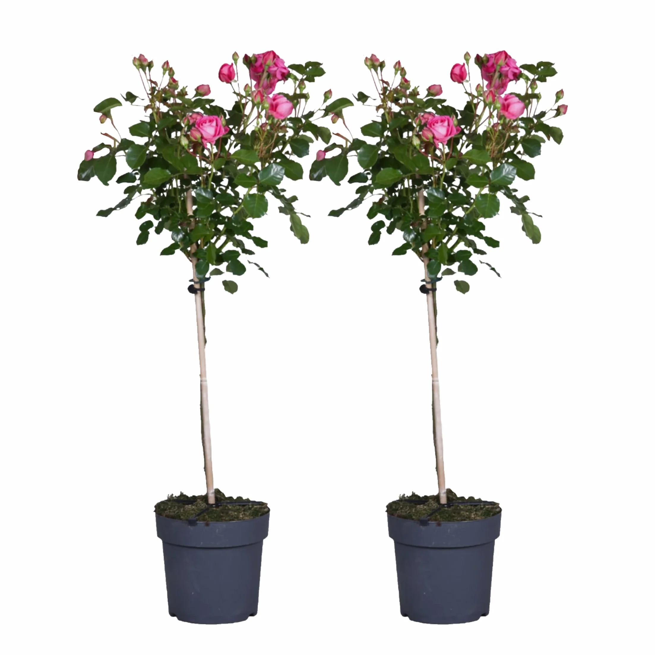 Rosa Palace Topkapi Rosier Standard Vivace Pot 19cm 80-100cm