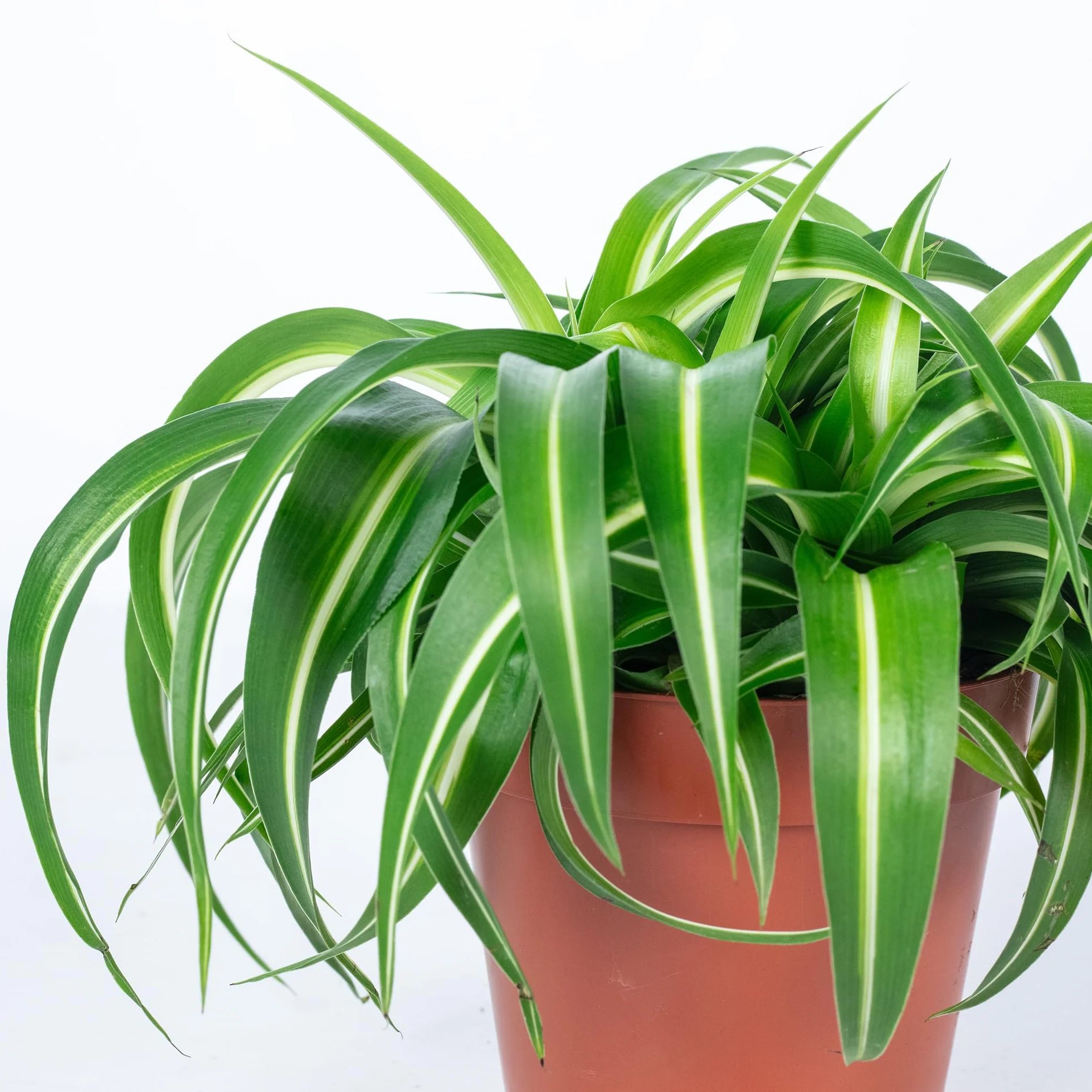 Plante-araignée 'Bonnie' Chlorophytum Comosum Hauteur 25 cm Pot Ø 12 cm