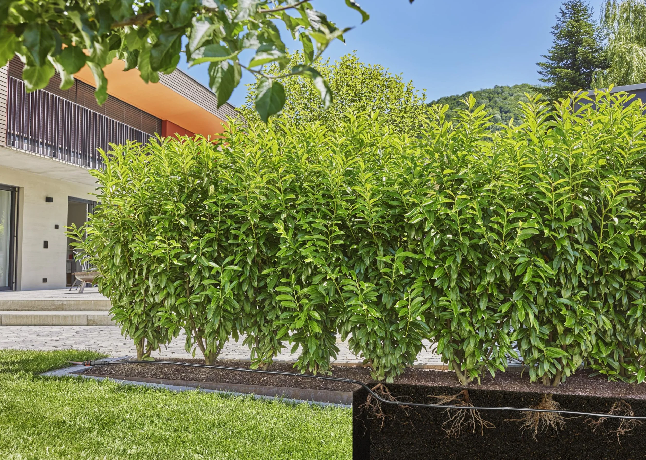 Micro-Drip-Irrigation Hedge Bush Set 50 m