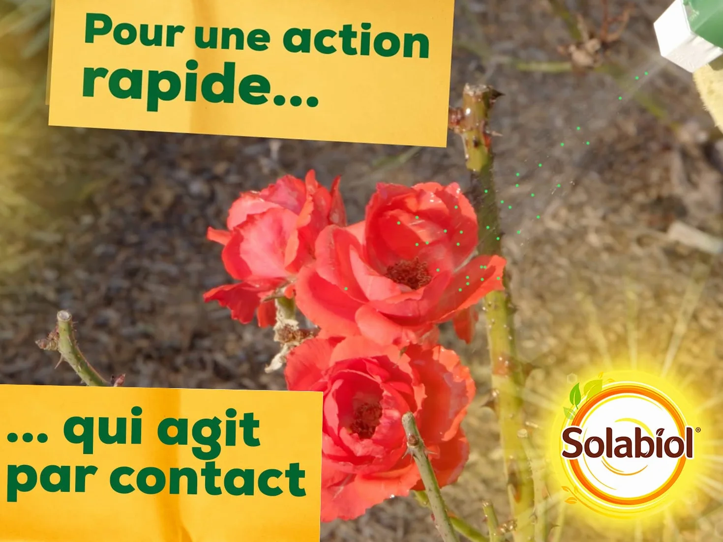 SOLABIOL Insecticide Anti Cochenilles Pucerons Acariens Pyrale Buis 750ml Prêt à l'Emploi