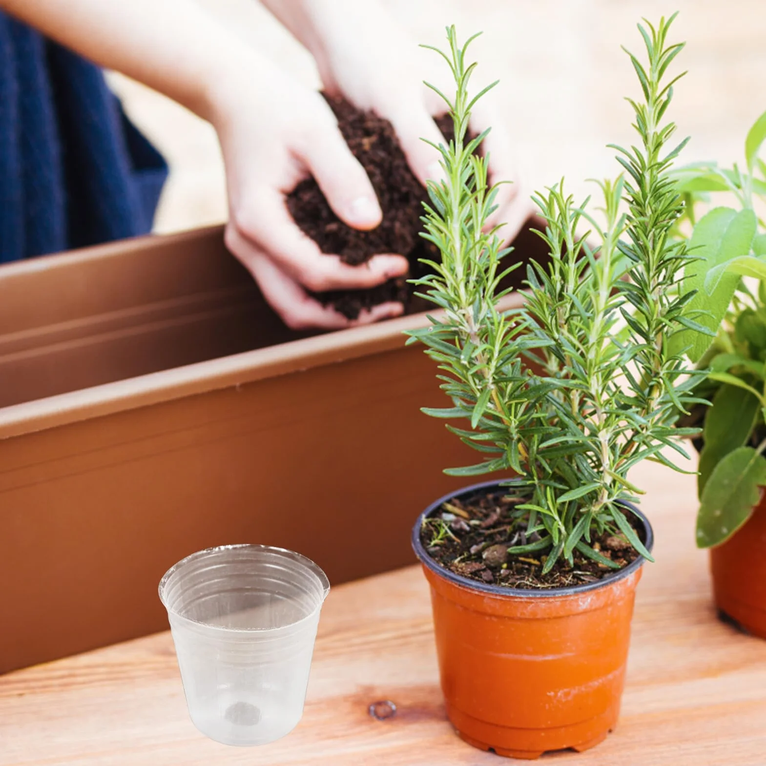 Pots de Pépinière Transparents Lot de 50 Plastique PP pour Orchidées et Plantes Succulentes