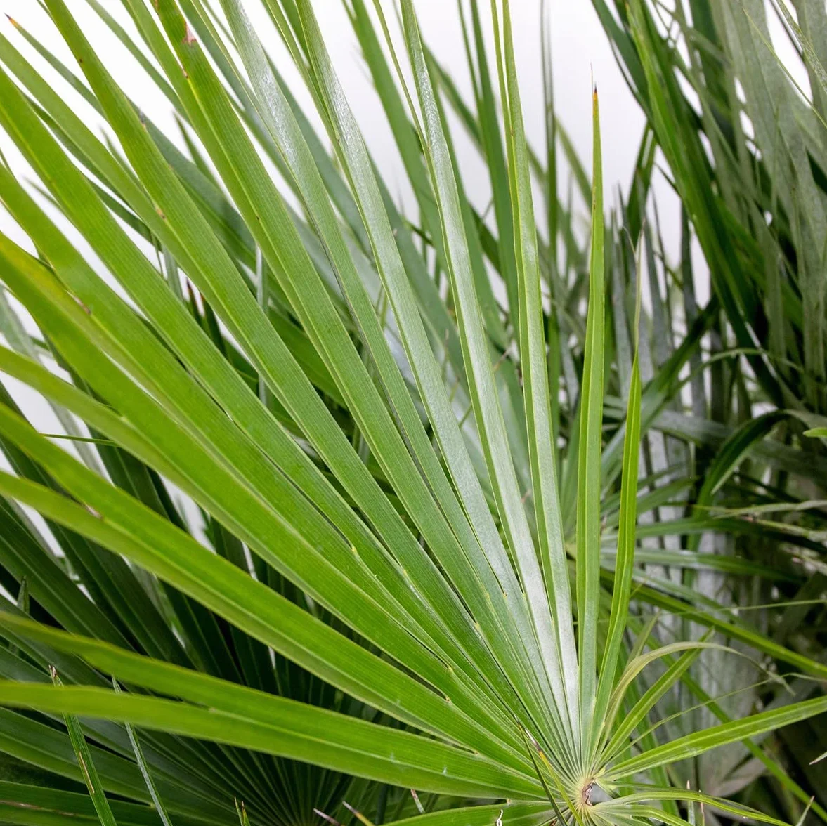 Chamaerops Humilis Palmier nain européen rustique Hauteur 40-50 cm Pot 15 cm