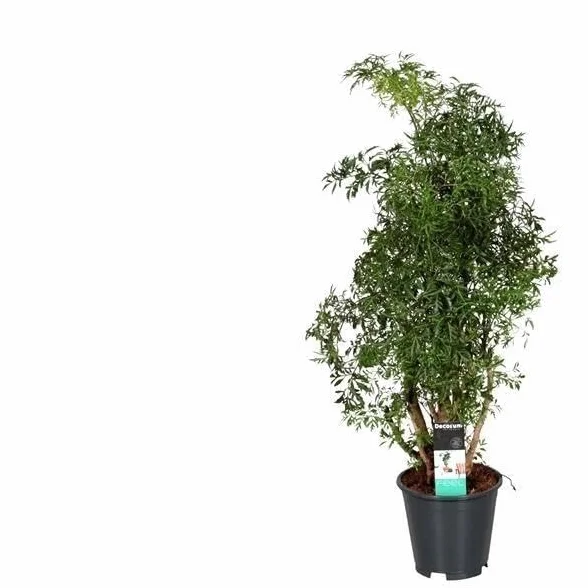 Polyscias Hawaiiana Ming 55-65cm Ø17cm Plante d'intérieur Vert persistant