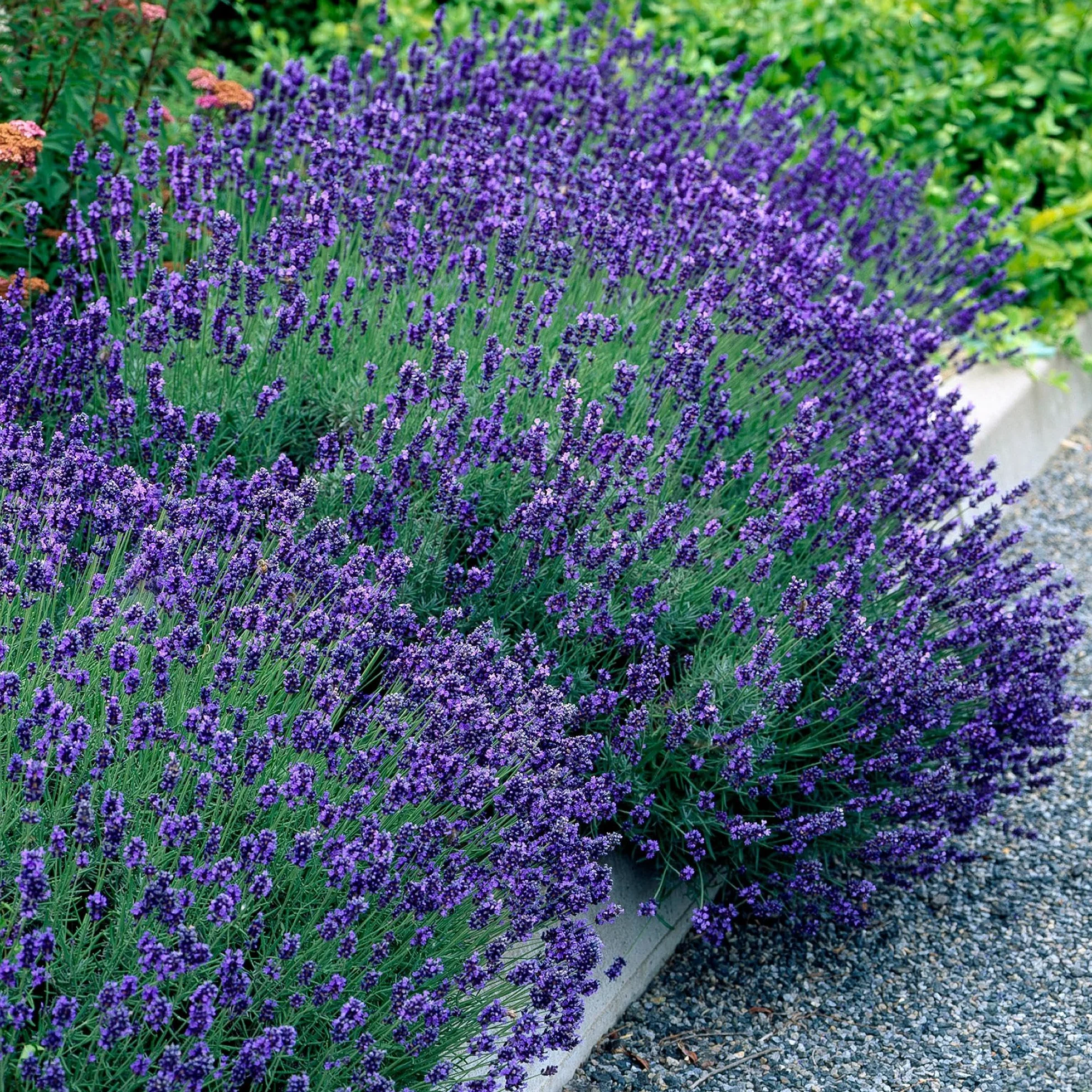 Lavandula angustifolia Hidcote - Plantes de haie - 6 plantes - 1 mètre linéaire - pot 17cm hauteur 30cm