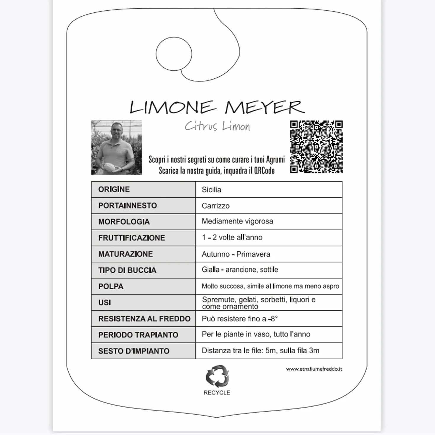 Citronnier Meyer SAVINI VIVAI 24 cm 90-110 cm 3-4 ans drzewo cytrynowe w doniczce