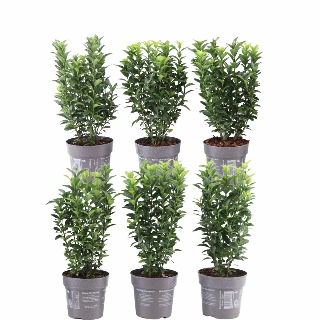 Haie de fusain vert 1 mètre linéaire Euonymus japonicus ‘Green Spire’ Kit de plantation 6 plantes de haie rustiques persistantes