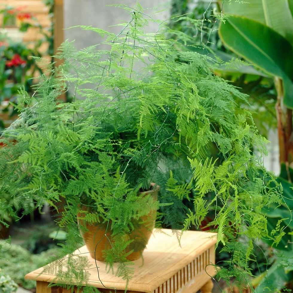 Asparagus Plumosus Plante d’Intérieur – Fougère Vivante en pot de 12 cm
