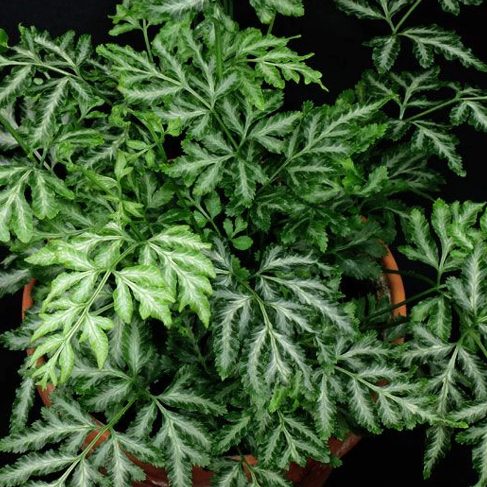 Pteris Albolineata | Fougère d'intérieur | Plante 25-35 cm en Pot