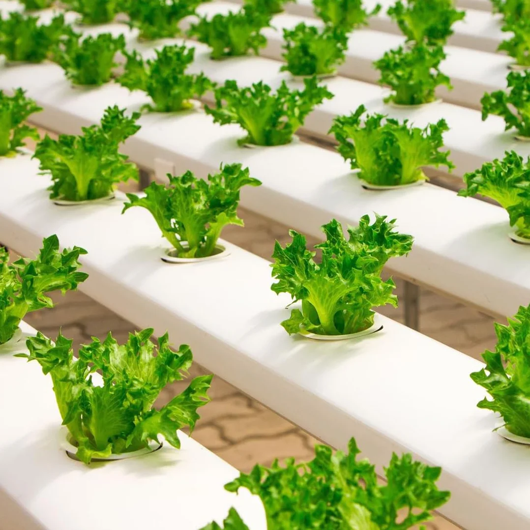 Éponges de culture rechange 20 pièces pour système hydroponique, croissance racines jardin intérieur