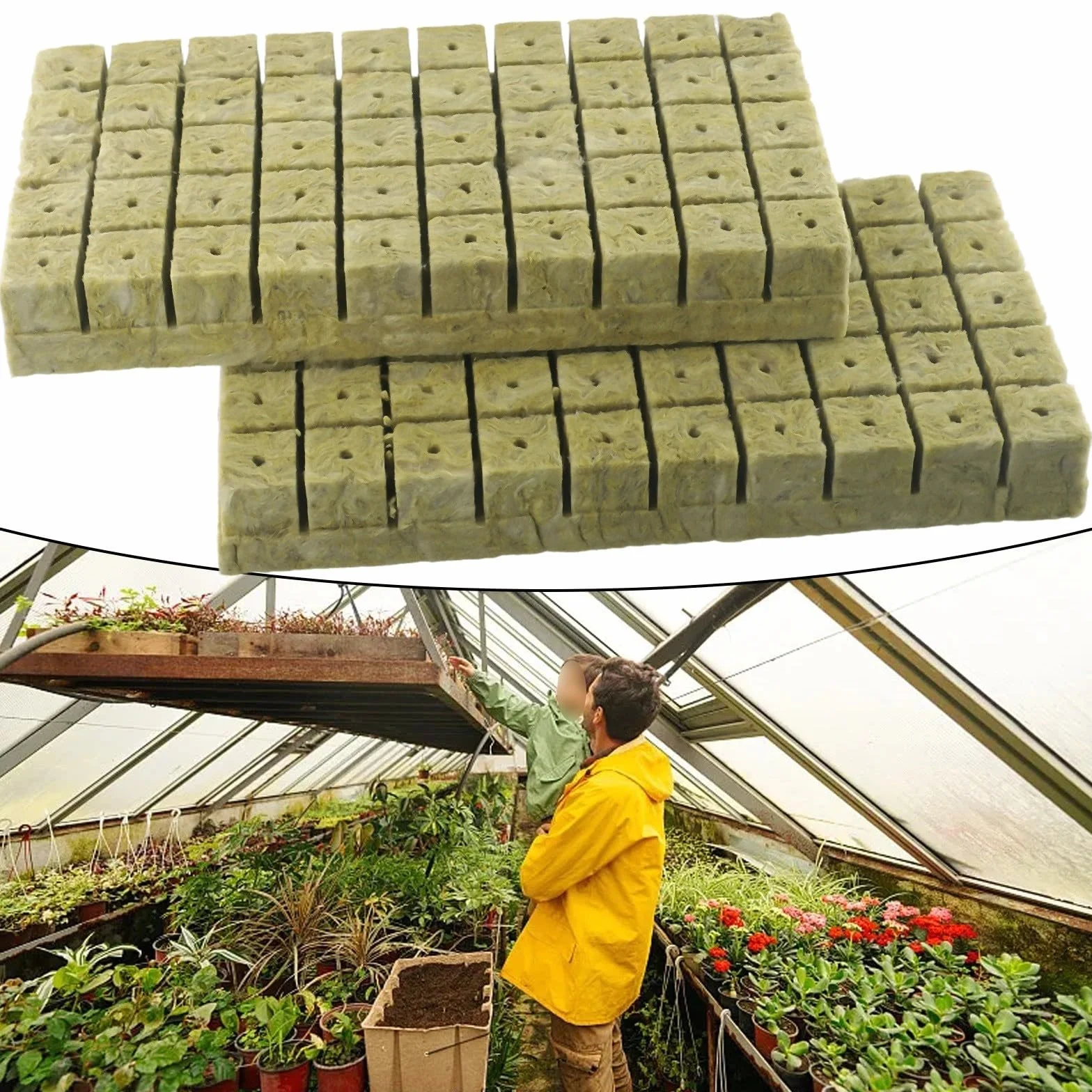 Cubes en laine de roche 25 x 25 x 40 mm, lot de 100 pour culture de plantes