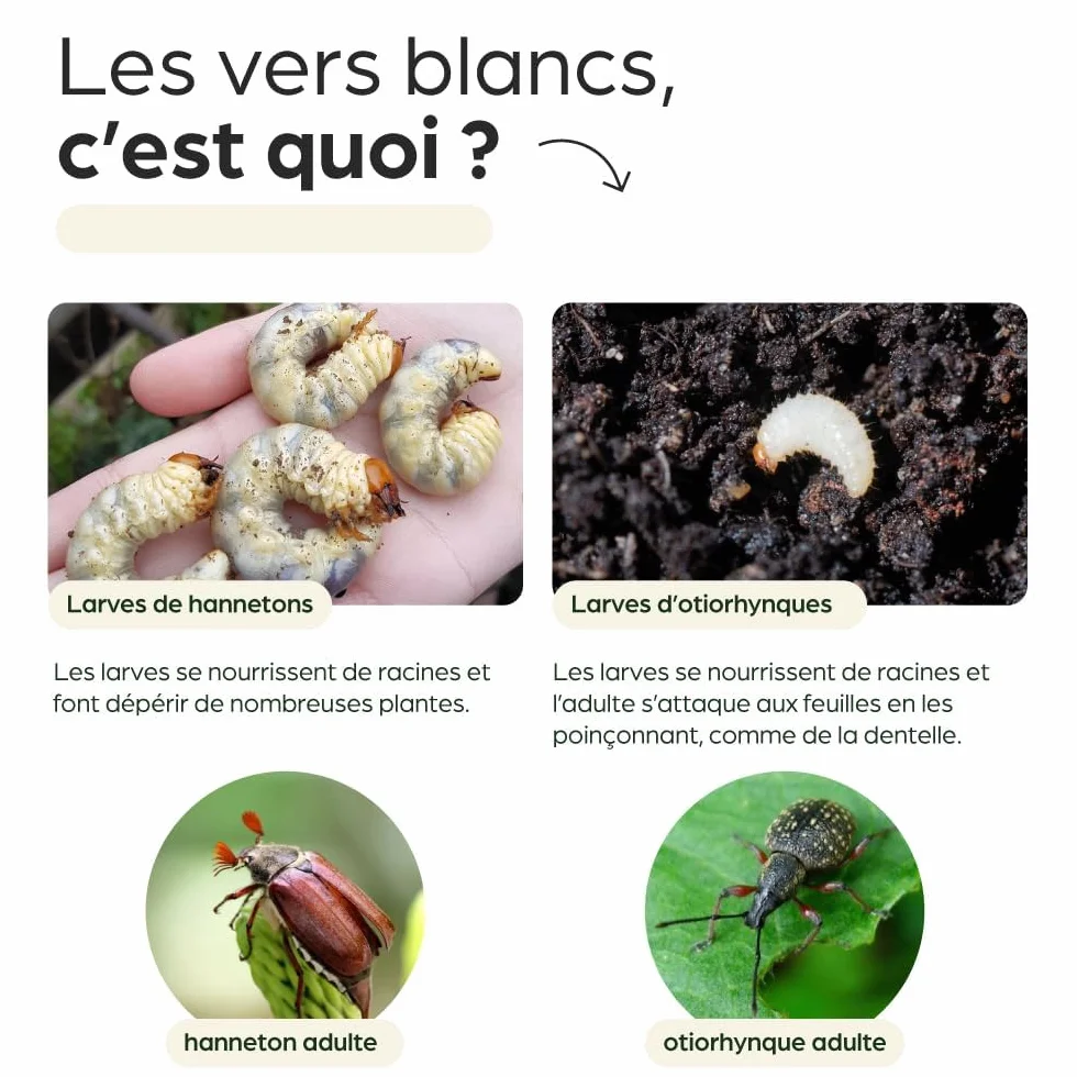 Nématodes HB contre Vers Blancs 5M pour 10 m² – Traitement naturel jardin, pelouses