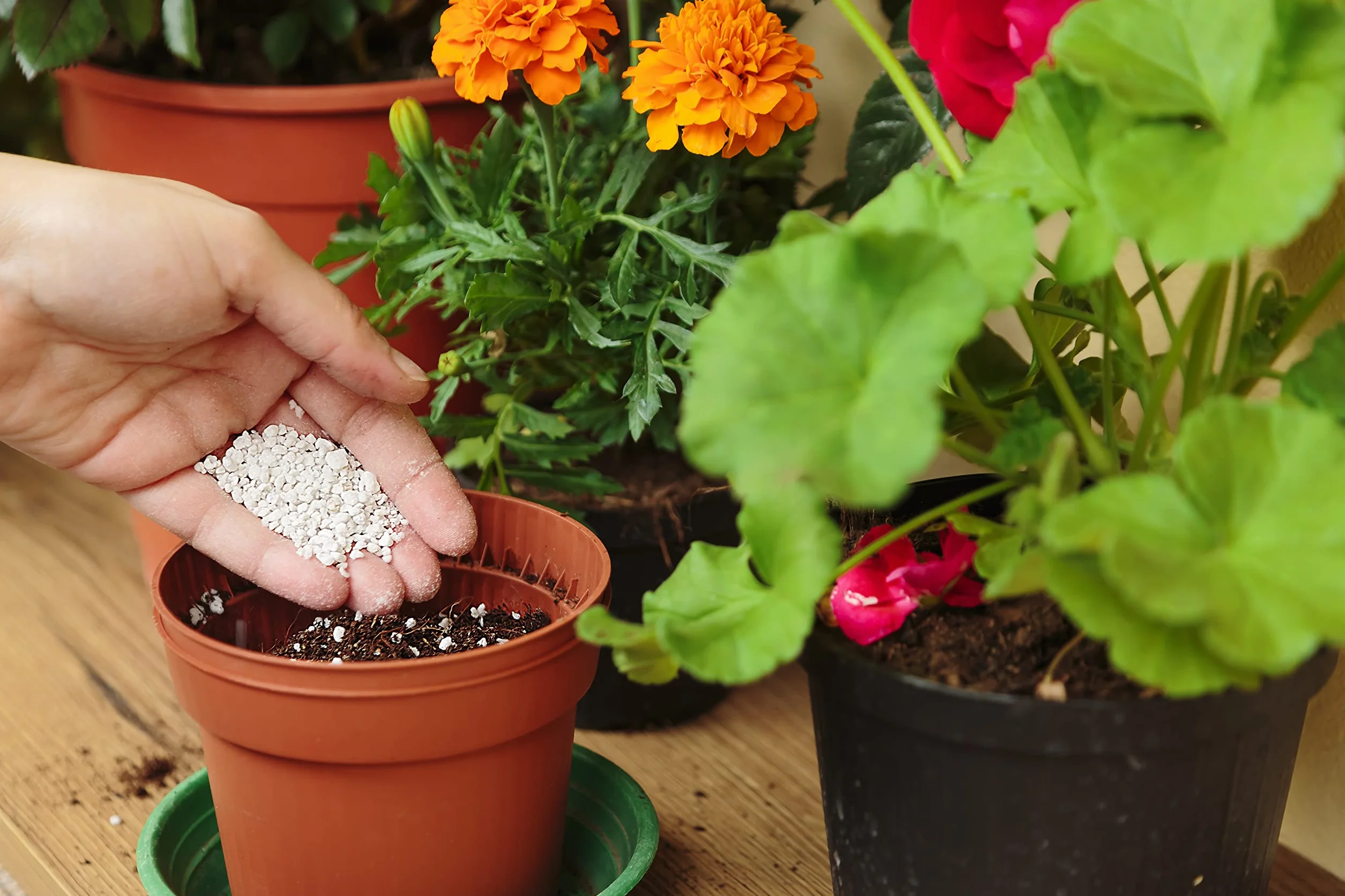 Perlite expansée Moyenne PH Neutre pour Jardinage Germination Ventilation Croissance Plantes 3L